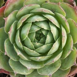 Sempervivum - Dachwurz - Hauswurz